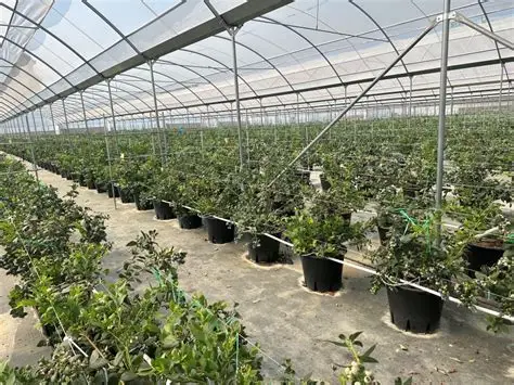 美剧网-种植技术